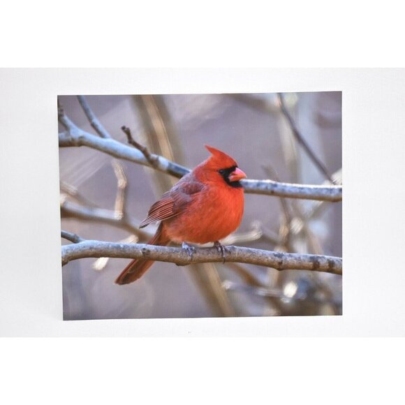 Set 3 Bird Prints by Jeff Partridge Bluebird & Cardinal Nature Photography 8x10 - Picture 4 of 4